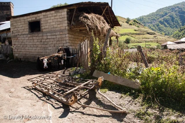 A wooden hay sled sits in front of a modern barn built with a traditional design, while two cows rigged for hauling it rest in the shade. Hay is stored in the top while livestock are penned below during the winter. Sveneti, Republic of Georgia.