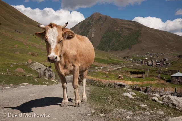 Part of the welcoming committee for the village of Ushguli. On our walk into the village we were also greeted by a horse, several pigs, and a very large but quite amiable dog. Caucasus Mountains, Republic of Georgia.