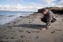 Naturalist Justin Lake, who assisted me in delivering the evaluation, inspects tracks along the beach on the edge of the Strait of Juan De Fuca, Washington.