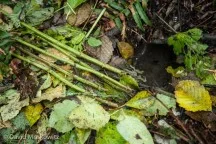 An aplodontia cut these stinging nettle stalks and dragged them back to the mouth of its burrow. Olympic Peninsula, Washington.
