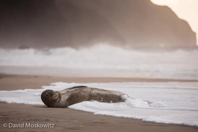 An endangered Hawaiian monk seal hauled out of the ocean for an afternoon. Kalalau Beach, Kauai.
