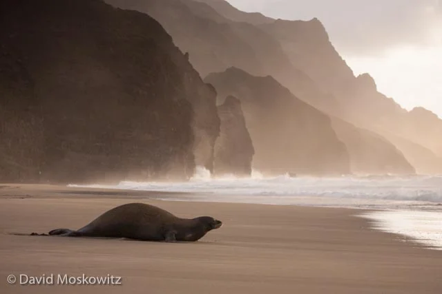 Hawaiian monk seal returning to the ocean as the sun begins to set.