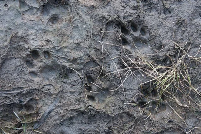 All four feet of a mountain lion where it landed in soft mud after leaping off of a rock and over a lead of water on the edge of the river.