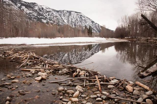 A family of beavers had been busy through the winter on a side channel of the Methow River, leaving a wide variety of interesting signs behind including this small dam.