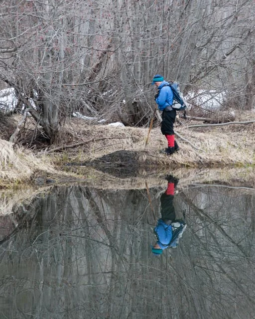 Inspecting a scent mound created by beavers along the shore of a pond they had created on the edge of the river. Beavers drag mud up onto the bank and deposit a secretion called castorum on these mounds which are an important way that resident animals communicate that an area is occupied to other beavers in the area.