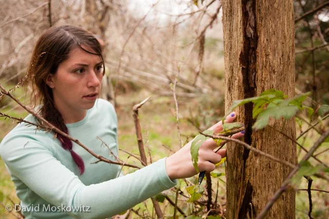 Alison Osgood inspects a redwood tree. Participants in the evaluation had to determine what removed the bark from this young redwood tree and why. The answer: A black bear removed the outer bark so it could feed on the cambium layer.
