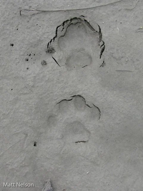 Front (below) and hind track of a bobcat. There were a number of questions about bobcat tracks on the evalation. photo by Matt Nelson.