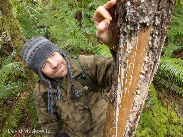 Trever Ose examines some elk hair on an antler rub. Antler rubs are an important scent marking behavior of bull elk associated with the breeding season. After abraiding the bark of the tree with his antlers, the elk will then rub the tree with his face, shoulders and the base of his antlers to attach his scent to the tree. The scent acts as an advertisement to female elk in the area and a challenge to other males.