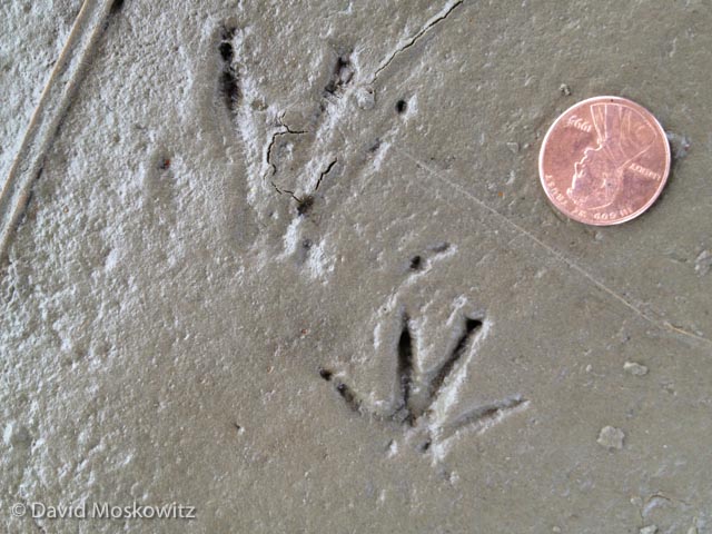 Front (below) and hind tracks of a muskrat in fine river mud.