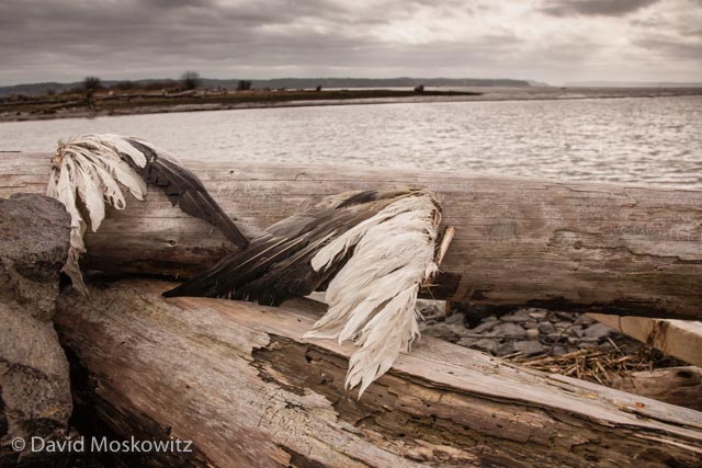 The wings of a snow goose which had likely been consumed by a bald eagle on the banks of the Puget Sound.