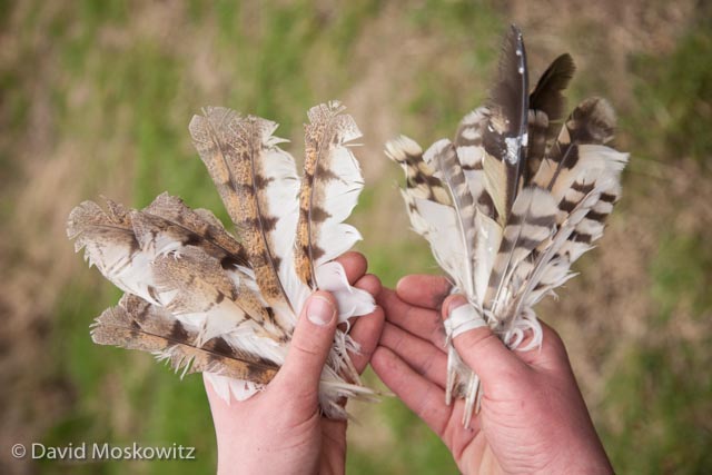 Feathers from a barn owl (left) and short-eared owl, both found on the edge of a large field filled with vole sign where each owl had likely been hunting when they were killed. The short-eared owl remains where found scattered in the brush bellow some trees in a location where a larger bird, such as a great-horned owl or bald eagle might perch to consume a meal. The barn owl feathers where found below another tree on the ground and was also likely consumed by a raptor.