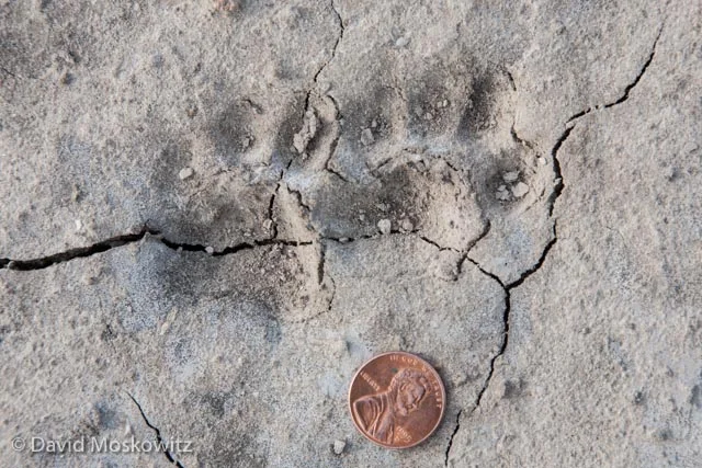 Front and hind tracks of an oceolot (Leopardus pardalis). The Laguna Atascosa National Wildlife Refuge contains one of the only breeding populations of this wild feline in the United States.