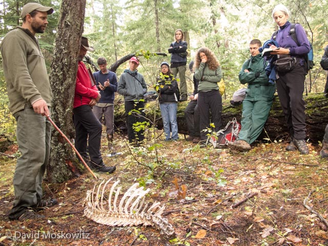 Matt Nelson, Track and Sign Specialist, assisted me in the delivery of the evaluation. Here Matt is leading a discussion around the remains of a mule deer which was killed and butchered by a human hunter and subsequently scavenged by coyotes. Questions around this carcass led to a lengthy and detailed discussion on how to differentiate the patterns of sign left behind around carcasses by other large carnivores such as mountain lions, black bears, and wolves.
