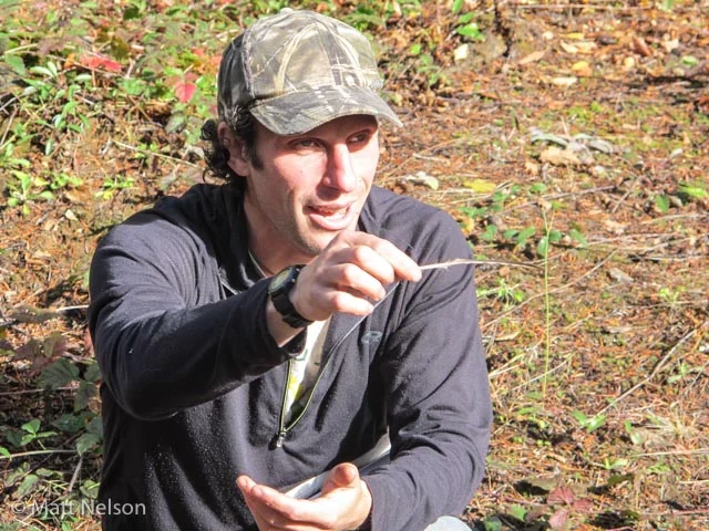 The camber of this primary wing feather is an important clue about the original owner of it. The heavy downward curve in wing weathers is typical for game birds such as Ruffed grouse. This curve helps give them explosive take off power, an important survival trait for ground birds trying to escape terrestrial predators.
