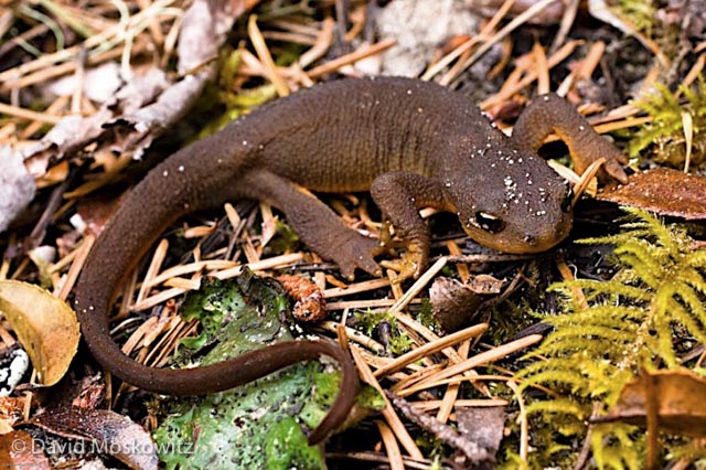 Rough-skinned Newt, Umpqua Dunes, Oregon Coast