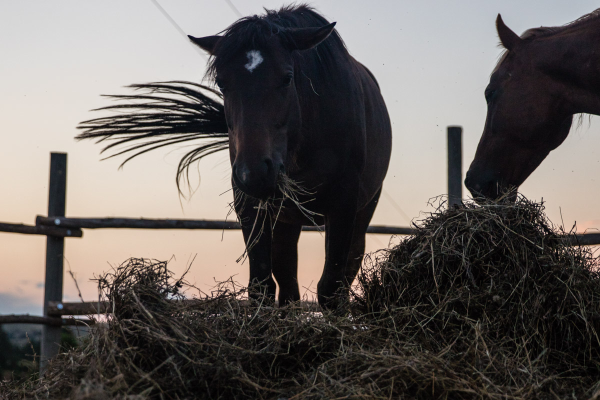 Horses at All Nations.