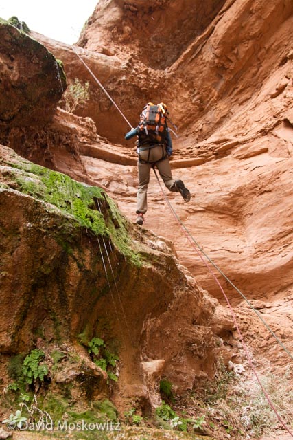  Stephanie Williams rappelling next two a hanging garden in Cove Canyon, a tributary of the Colorado River in the Grand Canyon, Arizona. 