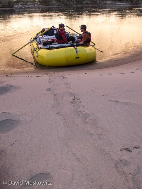 The drag marks created by the tail of a beaver in loose sand is one of the most common tracks observed along much of the Colorado River in the Grand Canyon.
