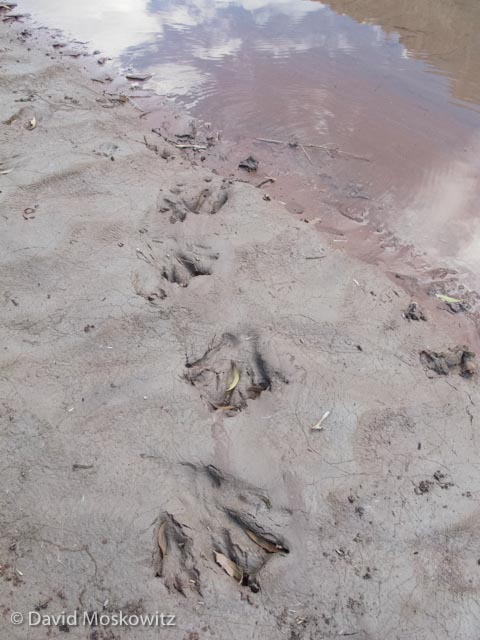  The large tracks of a beaver coming out of the water. Grand Canyon, Arizona. 