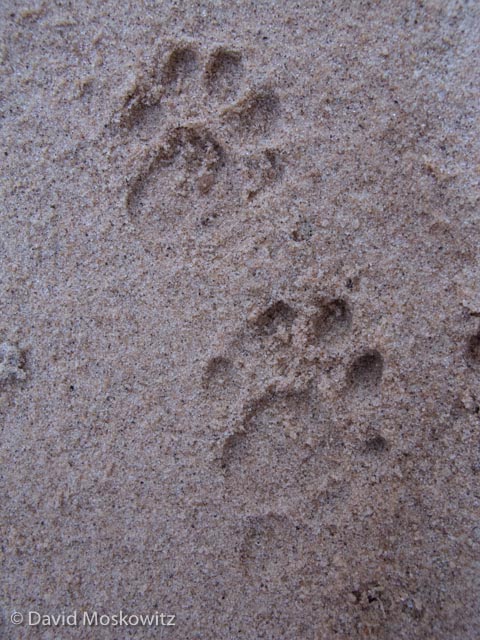  Left front (below) and hind tracks of a ringtail. Grand Canyon, Arizona. 