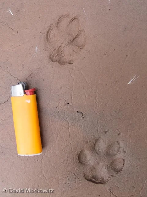 Front (below) and hind tracks of a grey fox. Fox tracks were common along the river throughout the canyon. This small lighter is a little less that 2.5 inches long. Fox tracks are typically slightly less than 2 inches in length. Grand Canyon, Arizona.