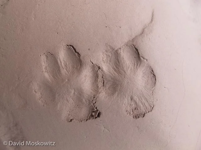 Right front (on the left) and hind tracks of a grey fox. Grand Canyon, Arizona.
