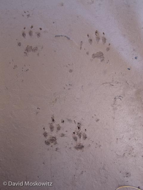 The typical bounding track pattern of a rock squirrel. Their tracks are suprising large (about .75 inches long). Grand Canyon, Arizona.