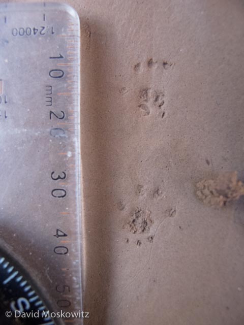  Front left (below) and hind left (above) tracks of a deer mouse. 