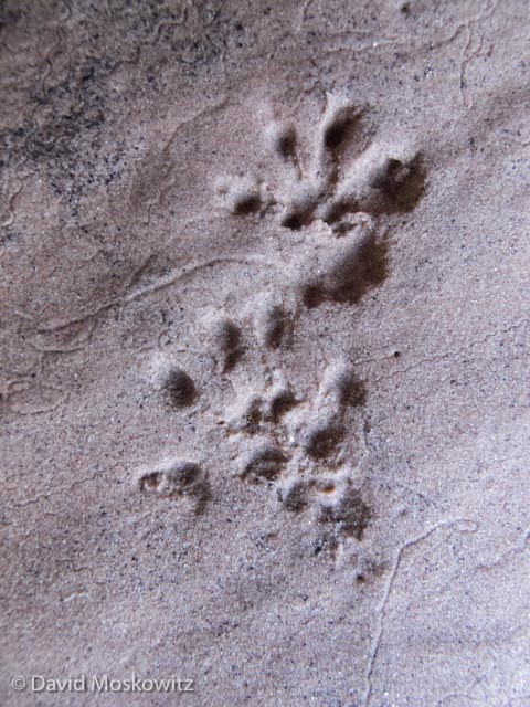  Right front (above) and hind (below) tracks of a bushy-tailed woodrat. Tracks are about half an inch in lenght. Grand Canyon, Arizona. 