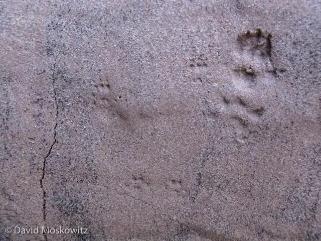 The bounding pattern of a deer mouse can be seen faintly next to the much larger tracks of a woodrat to the right. Grand Canyon, Arizona.