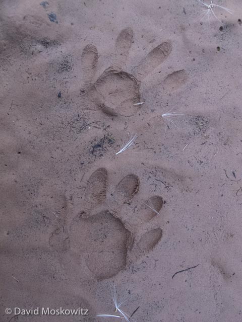  The handland tracks of a northern racoon. This species tracks didn't start appearing on the river until the lower strech of the canyon. Grand Canyon, Arizona. 