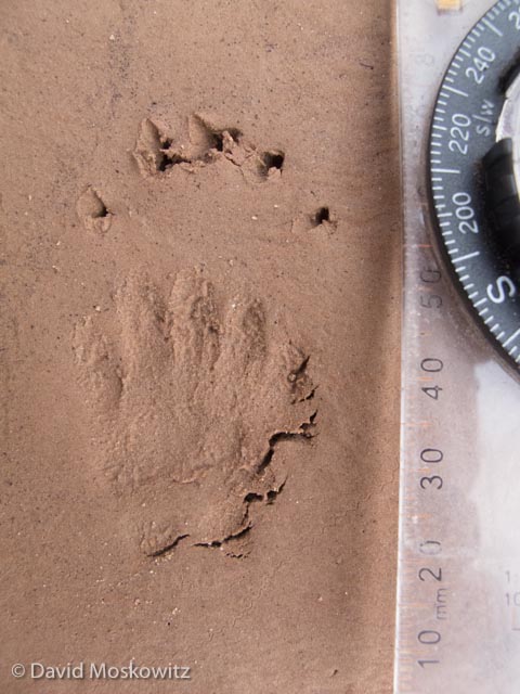 The long claws are one of the clues that this is the front foot of a striped skunk. Grand Canyon, Arizona.