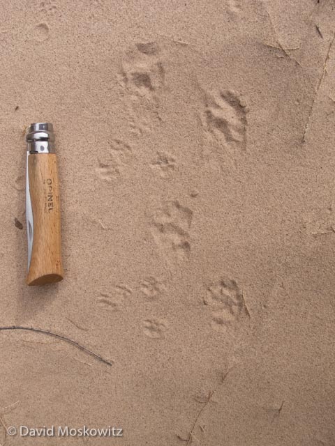 The bounding track pattern of a spotted skunk. The smaller tracks are from deer mice.
