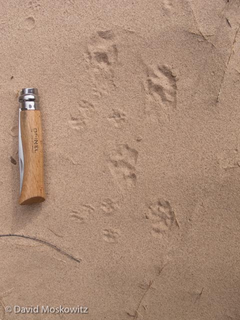  The bounding track pattern of a spotted skunk. The smaller tracks are from deer mice. 