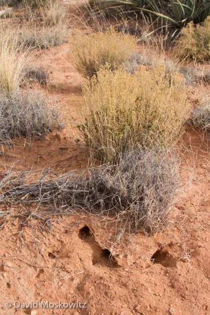 Burrow holes of a Merriam's kangaroo rat. Desert specialists, kangaroo rats spend their days underground where they avoid the heat of day and conserve water. They come out at night to forage. Grand Canyon, Arizona.