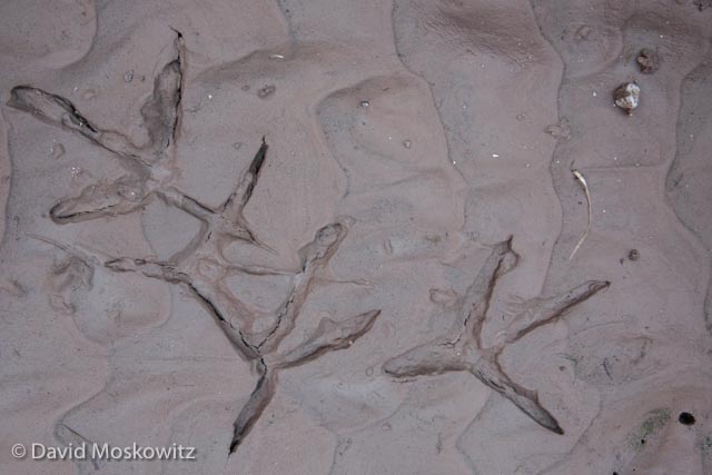  Tracks of a Great Blue Heron in mud along the river. Tracks are about 6 inches long! 