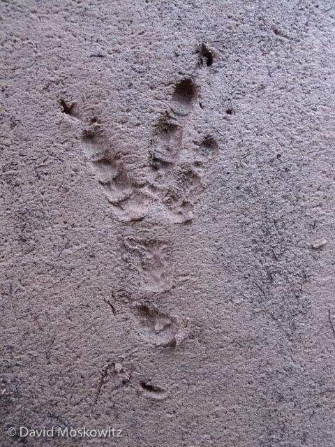  Common raven tracks, about 3.75 inches in length are common to find in and around human camps where they come to forage for scraps that humans may have left behind. 