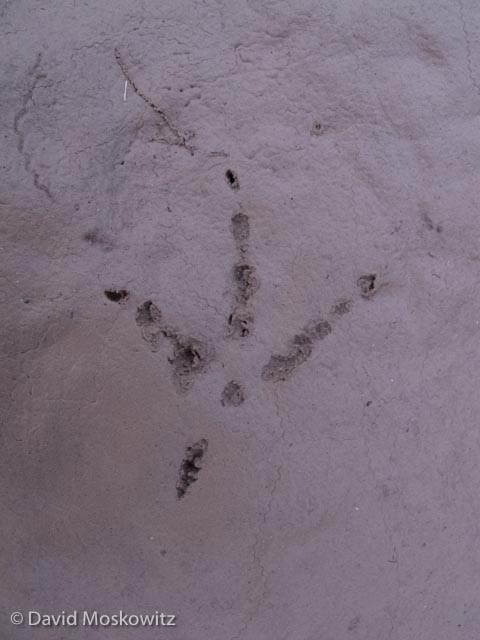  Gambel's quail tracks are about an inch in length. Grand Canyon, Arizona. 