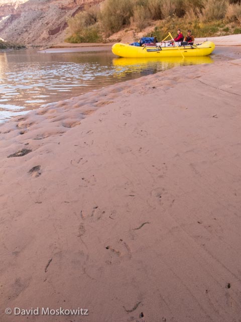  Canada geese tracks along the banks of the Colorado River. Grand Canyon, Arizona. 