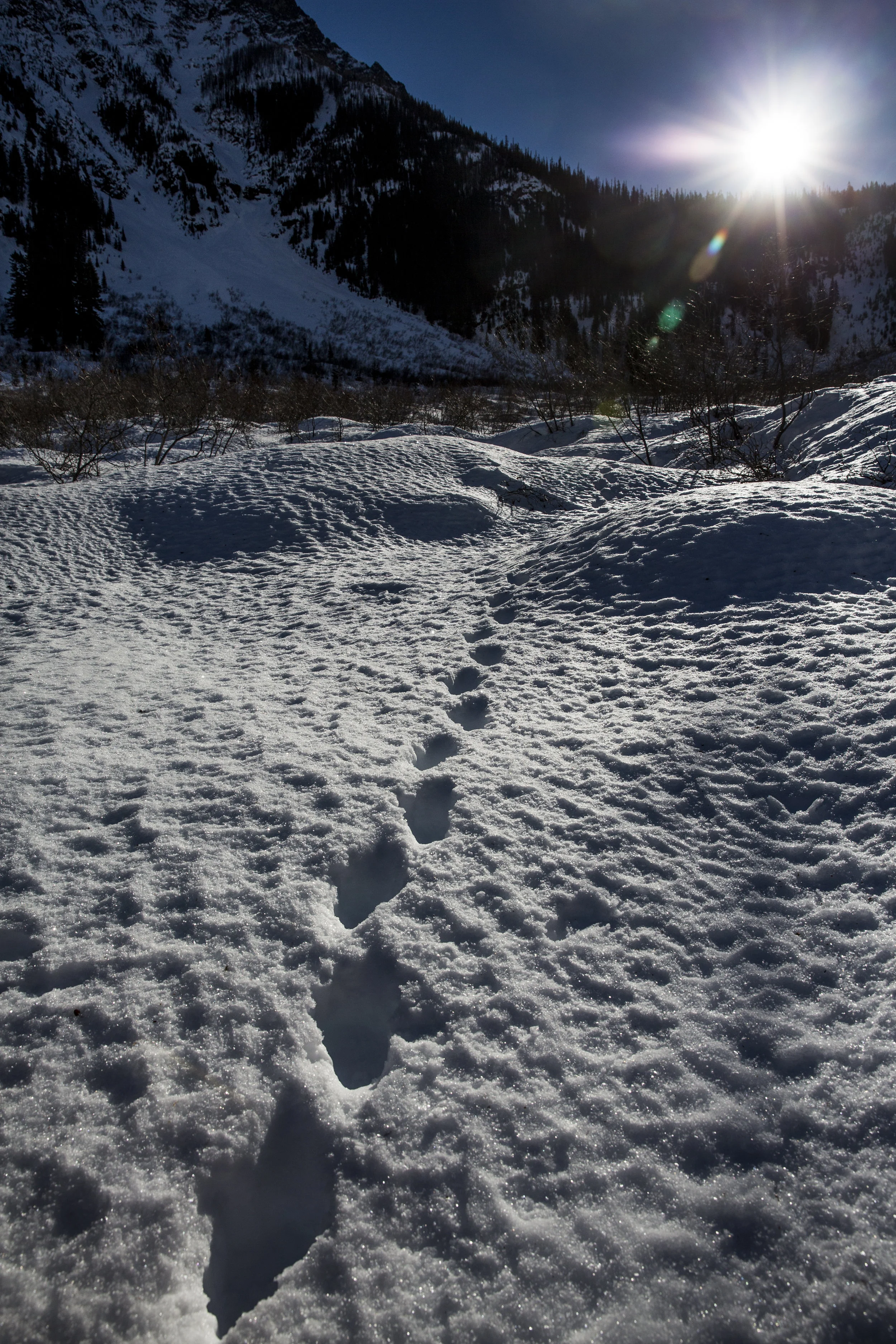 Cascades Wolverine Project Update — David Moskowitz Photography and ...