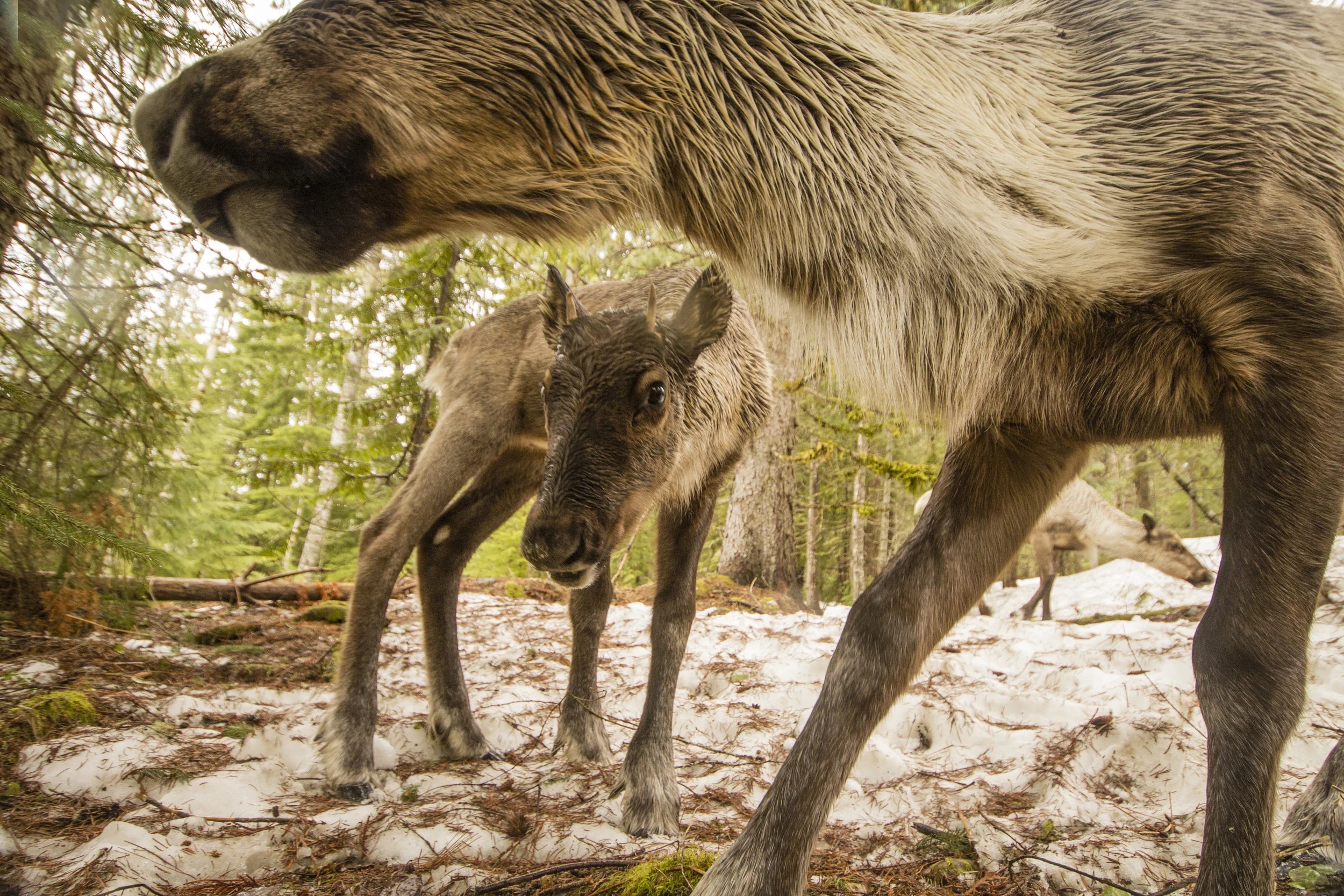 Behind the photography of Caribou Rainforest