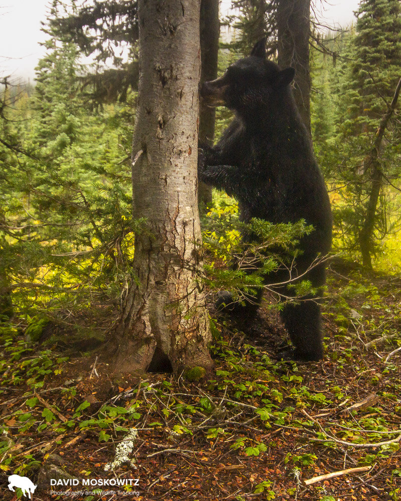 When bears mark trees they focus on two heights on tree, about bum height (for the bears) and should height for a standing bear. Here you can see the same bear inspecting the scent left behind by a previous bear.