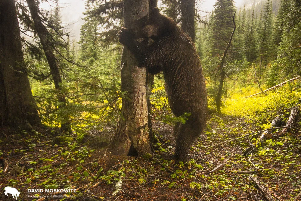 And here’s the bear the first one was smelling rubbing its head against the tree. This black bear has a much lighter brown coat of fur.