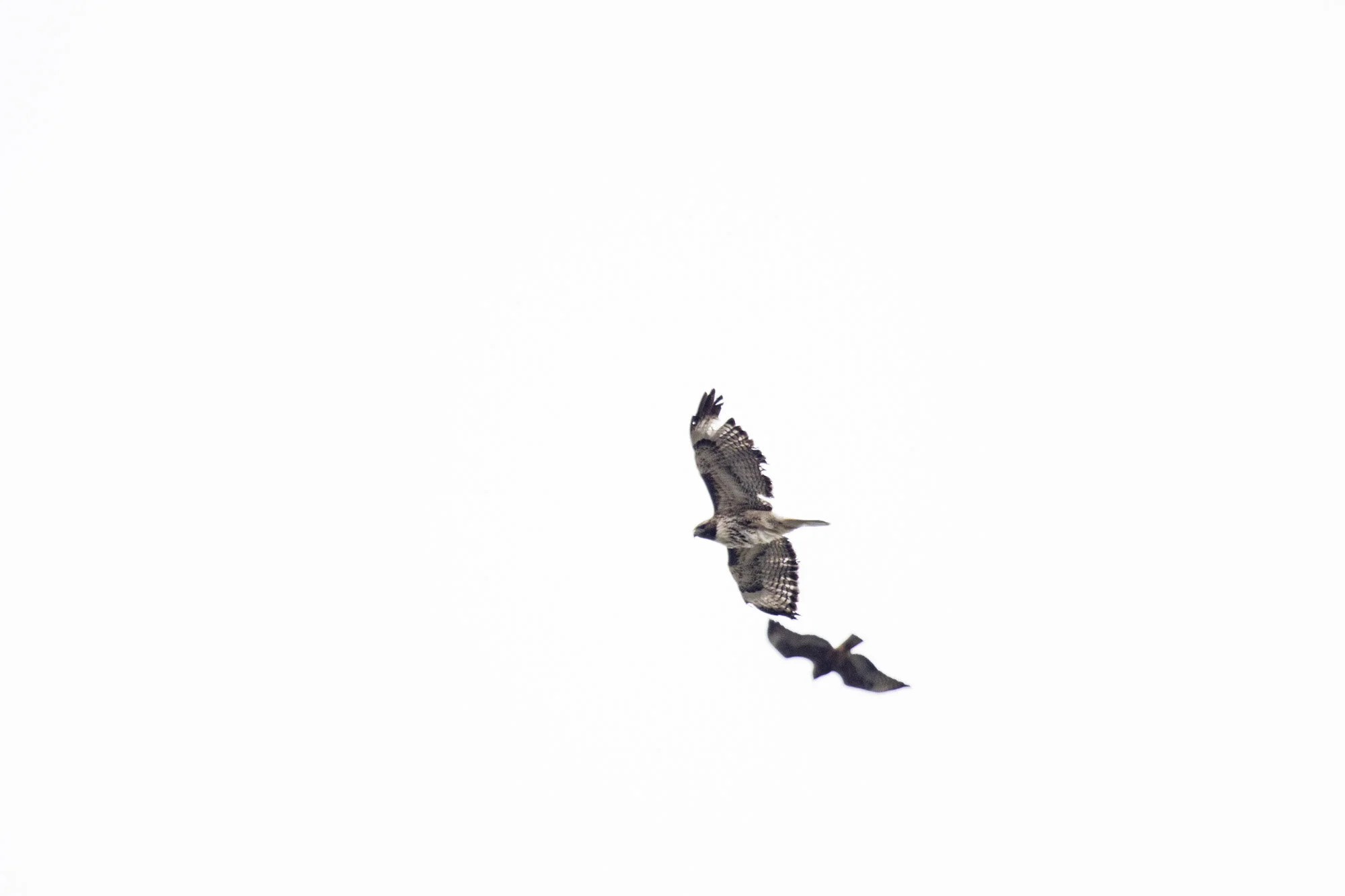 A mated pair of Red-tailed hawks perform a courtship flight.