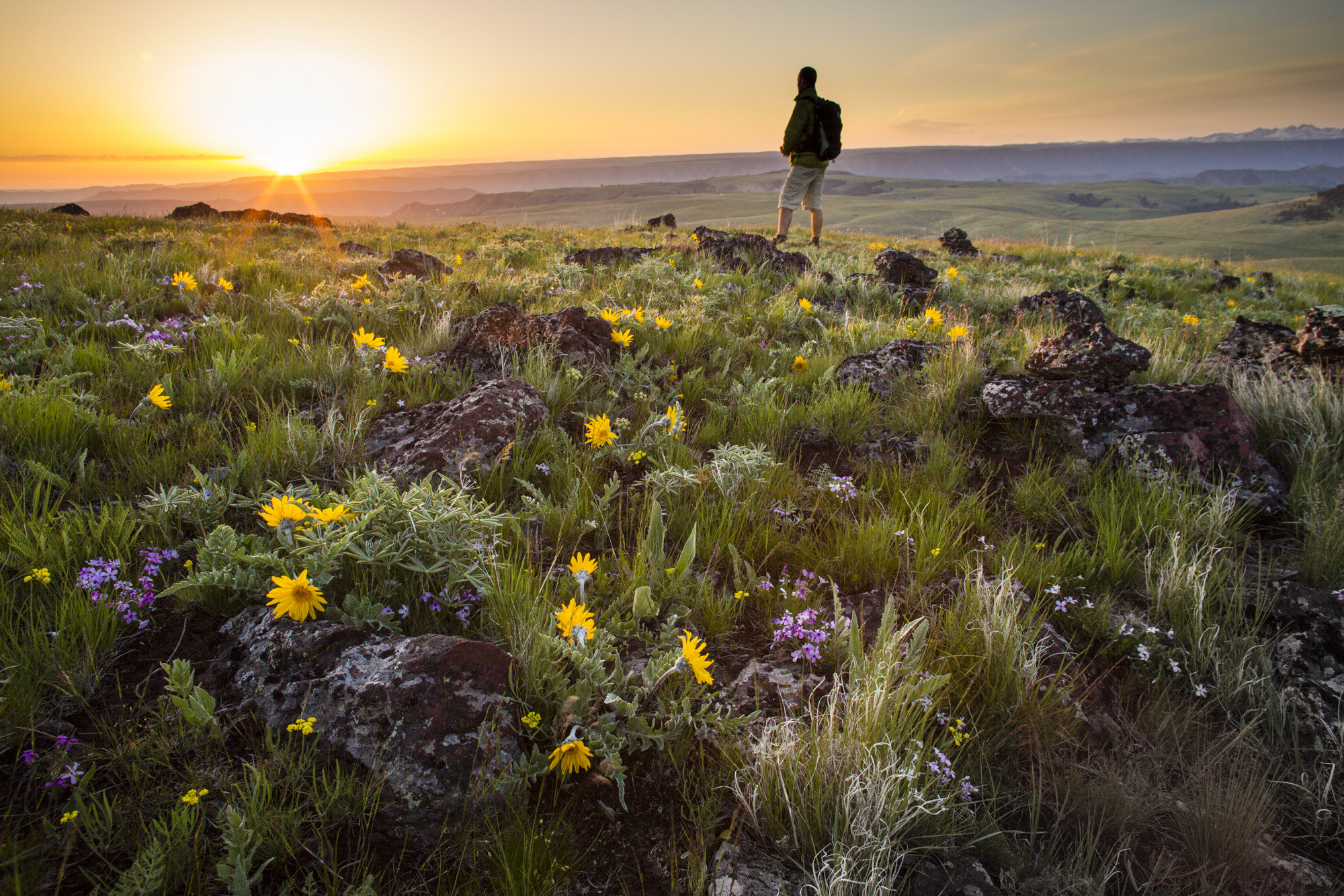  Sunrise on the Zumwalt Prairie, OR7’s stomping grounds when he was born and close to the start of our expedition. 