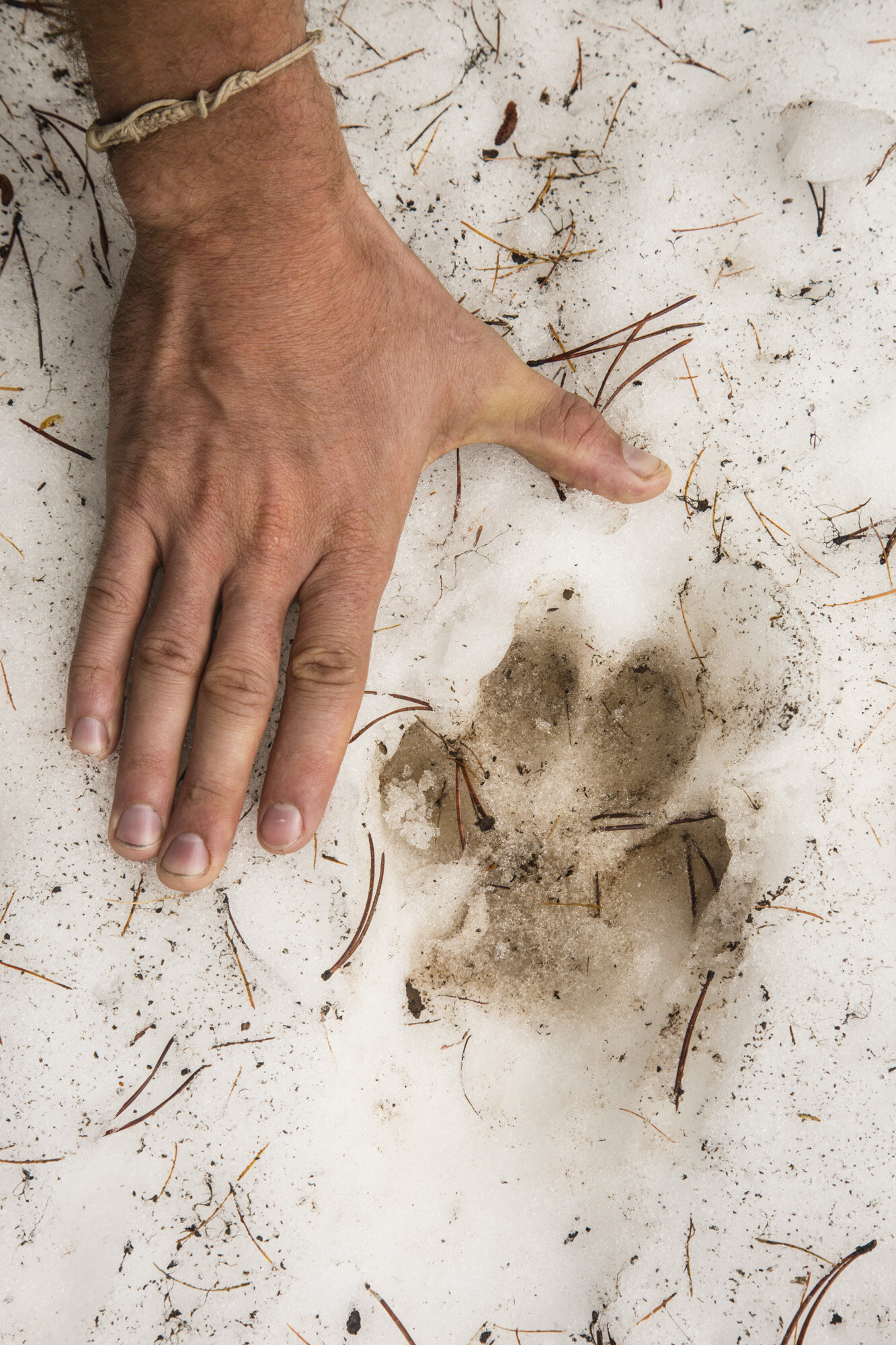  Tracks of a lone wolf in the Eagle Cap Wilderness, Oregon. Found by the OR7 expedition team during our crossing of the south end of the wilderness at the start of the expedition to retrace OR7's route. 