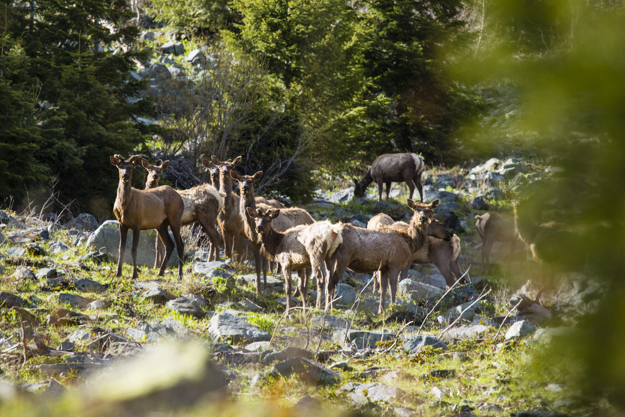  Herd of elk in the upper Imnaha river canyon, Eagle Cap Wilderness, Oregon. 