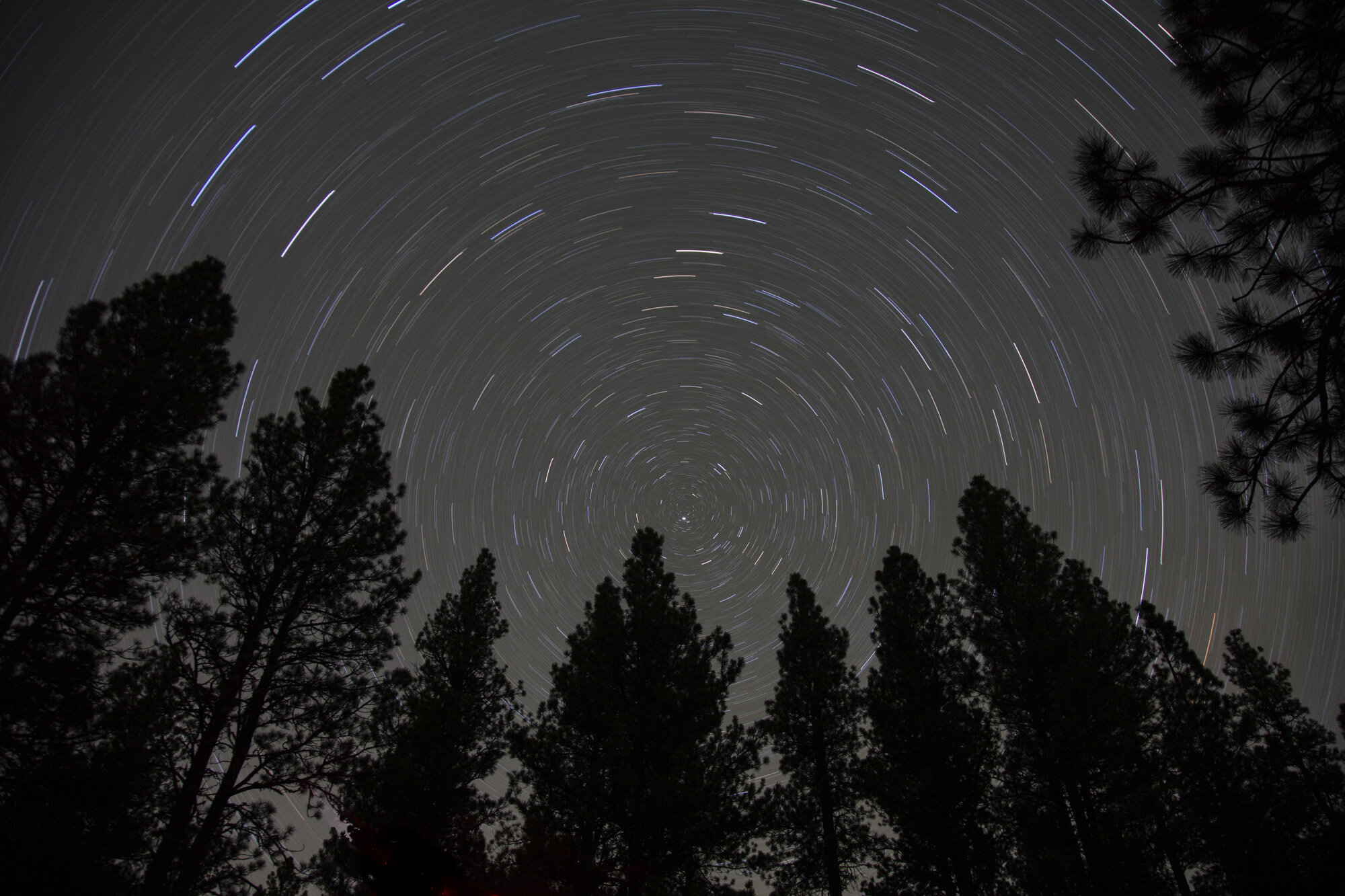  Stars and pine forest. Northeastern Oregon. Photographed from camp during the OR7 expedition. 