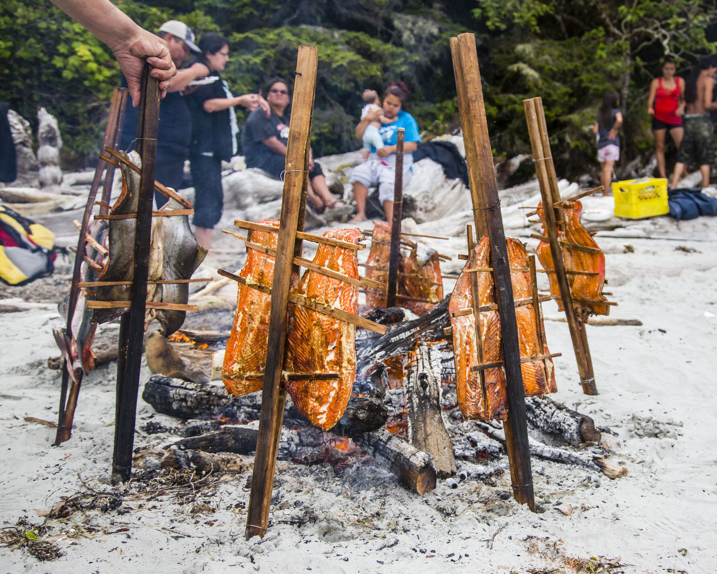  Fillets of wild salmon are cooked next to an open fire in the traditional manner using split western red cedar wood to secure the fish by the fire. Wuikinuxv First Nation territory. 