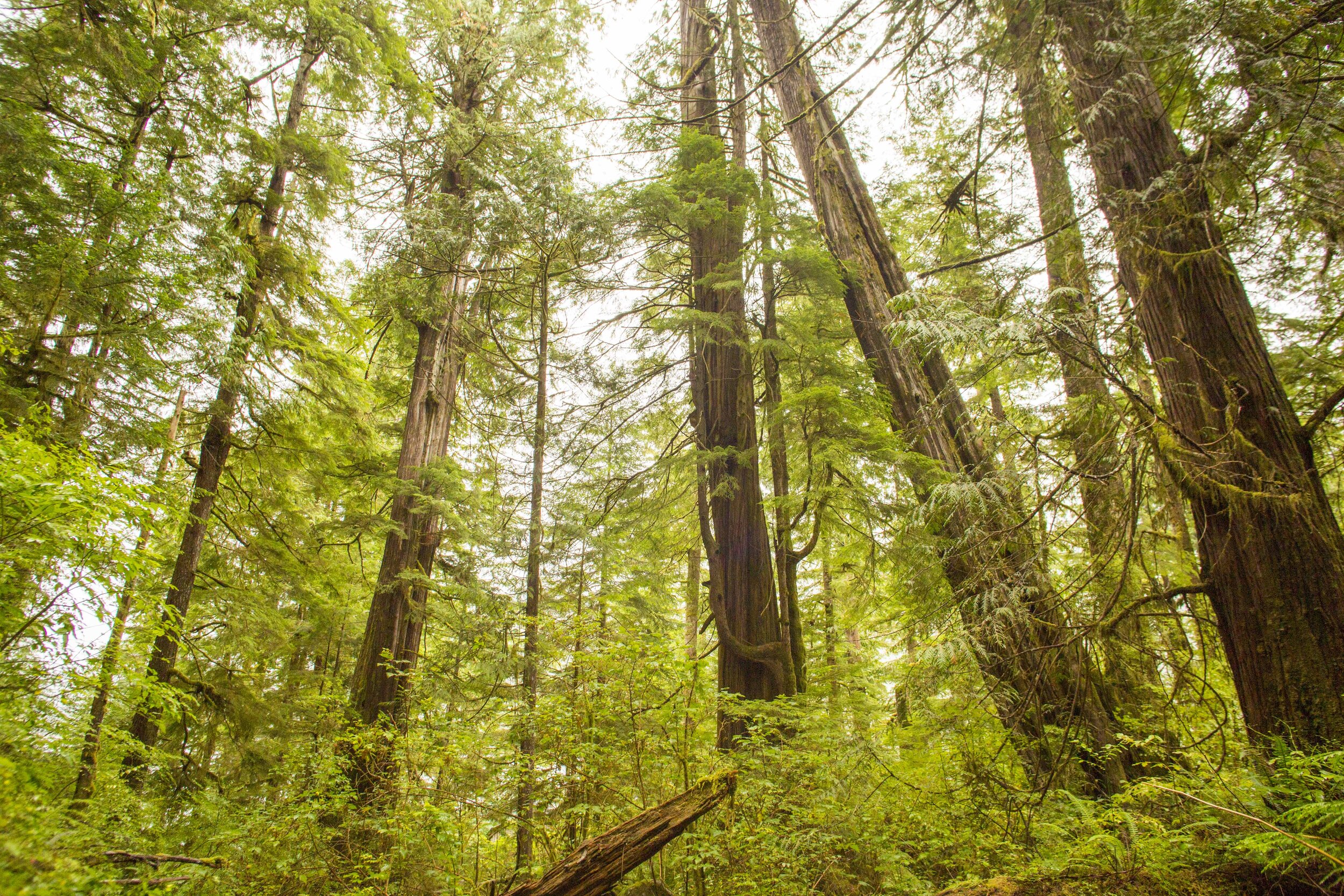  Old growth western red cedar rainforest on Flores Island. Ahousaht First Nation territory 